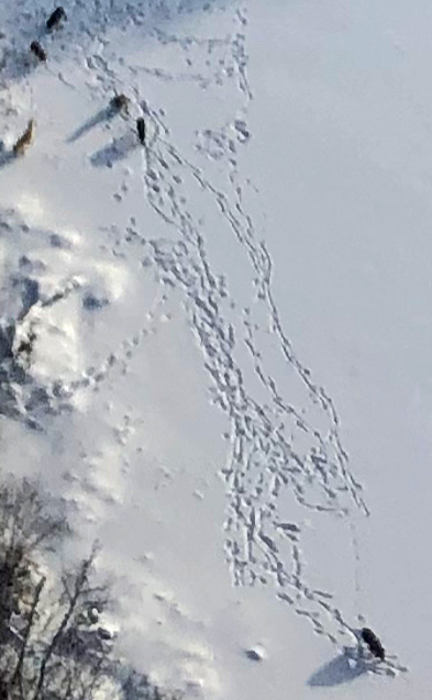Wolf pack in Marten River