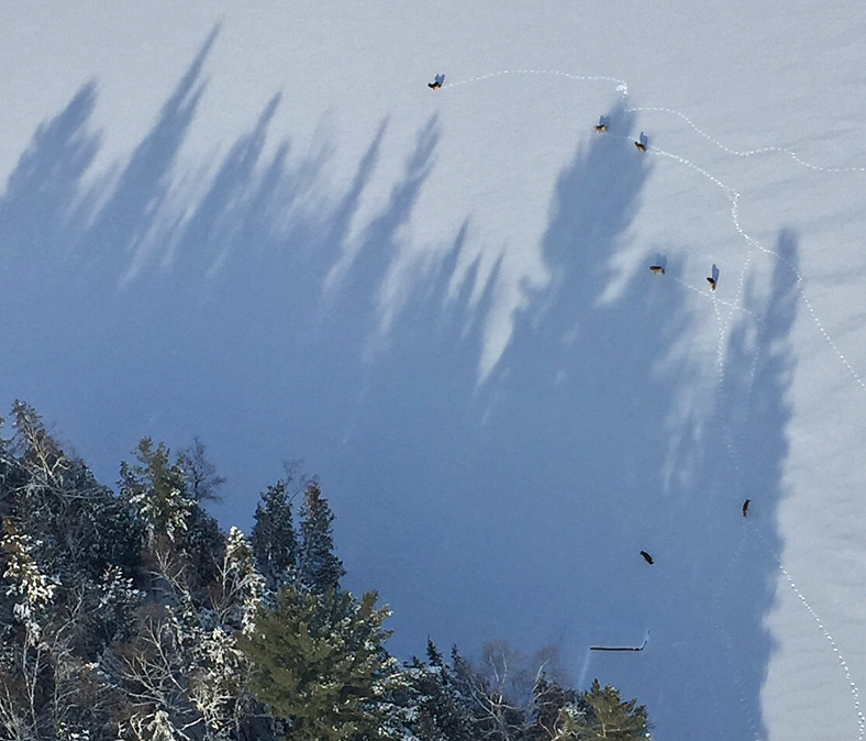 Wolf pack in Marten River